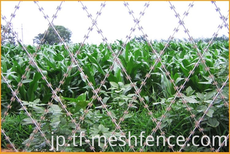 welded concertina razor wire mesh